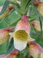 Digitale - Digitalis Laevigata (04) (Photo F. Mrugala)